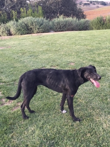 Elsa at Stolpman Vineyards