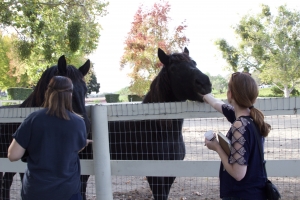 Feeding the Bridlewood Horses-photo credit Shannon Donnelly