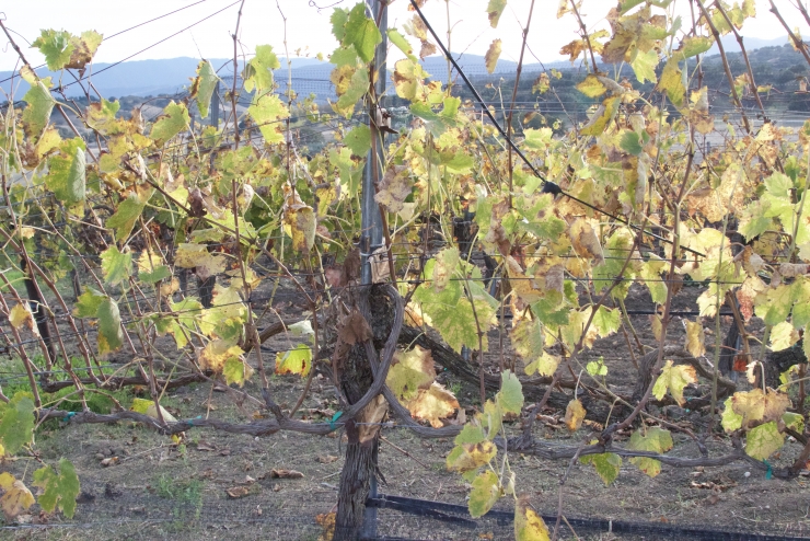 Sangiovese Vines, Stolpman Vineyards